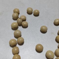 湯あがり娘 枝豆の種 21粒差し上げます。の画像