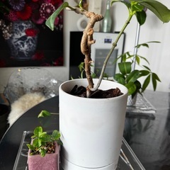植物7の画像