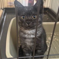 【急募】ブラックスモークの子猫 里親さん募集(推定3ヶ月♀人間大...