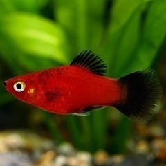 熱帯魚 レッド ワグ プラティ 10匹の画像