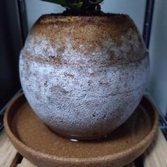 観葉植物　アスプレニウムの画像