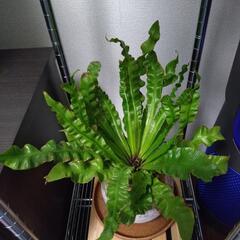 観葉植物　アスプレニウム