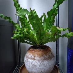 観葉植物　アスプレニウムの画像