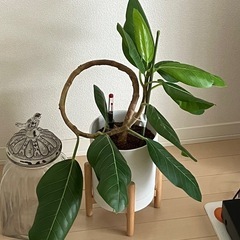 ⑦観葉植物　フィカス アルテシーマ　