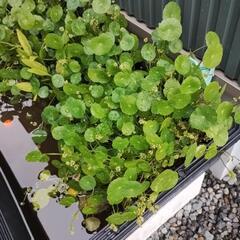 メダカの水草