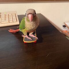 【北九州市】ウロコインコを探しています - 北九州市