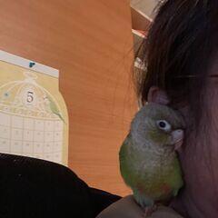 【北九州市】ウロコインコを探しています - 手伝って/助けて