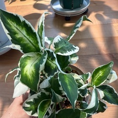 観葉植物　ディフェンバキアクールビューティーの画像