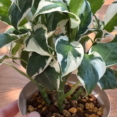 観葉植物　ディフェンバキアクールビューティーの画像