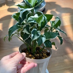 観葉植物　ディフェンバキアクールビューティー
