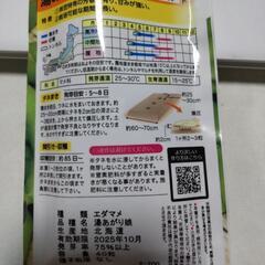 湯あがり娘 枝豆の種 21粒差し上げます。の画像