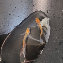 サファイアヒレ長の画像