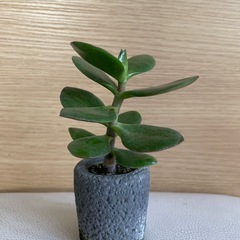 カネノナルキ☘️このまま飾れます！観葉植物
