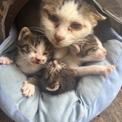 保護猫の譲渡募集