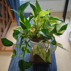 観葉植物　ポトス
