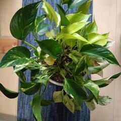 観葉植物　ポトスの画像