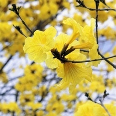 ブラジルの桜（イペー）の種