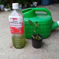 タマサンゴ他/北区より