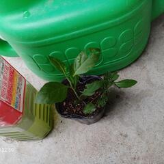 タマサンゴ他/北区より - 交換したい