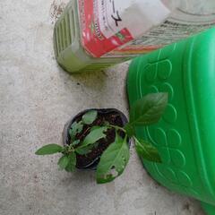 タマサンゴ他/北区より − 愛知県