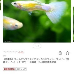 国産グッピー ゴールデンプラチナアメリカンホワイト 