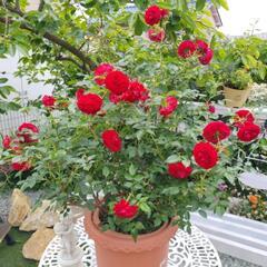 薔薇　10号鉢　トゥルーブルーム