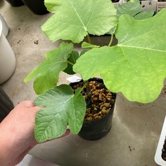 いちじく苗　ビオレソリエス