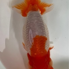 協会系 らんちゅう　　７年度 新仔当歳魚