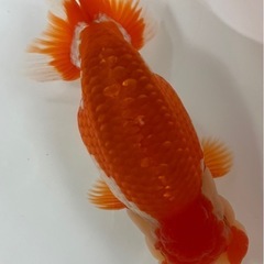 協会系 らんちゅう　　７年度 新仔当歳魚
