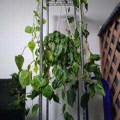 観葉植物　フィロデンドロン　(受付一時停止)