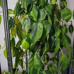 観葉植物　フィロデンドロンの画像