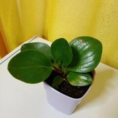 ペペロニア2の画像
