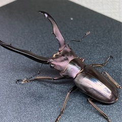 メタリフェル　ブルー系