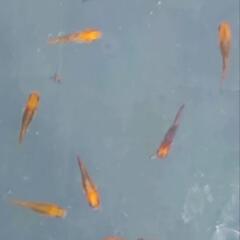 メダカ　竜章鳳姿　若魚サイズ　屋外　ビオトープ
