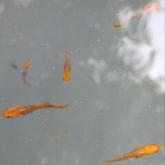 メダカ　竜章鳳姿　若魚サイズ　屋外　ビオトープの画像