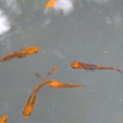 メダカ　竜章鳳姿　若魚サイズ　屋外　ビオトープの画像