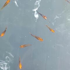 メダカ　竜章鳳姿　若魚サイズ　屋外　ビオトープの画像