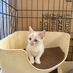 至急  1ヶ月半くらいの可愛い子猫ちゃん 女の子