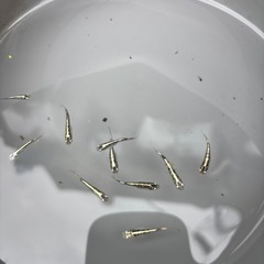 緑光黒百式ラメメダカの画像