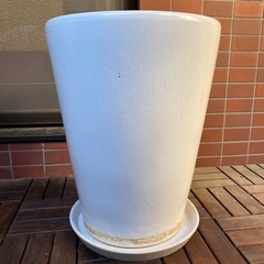 さしあげます☆大きめの鉢お探しの方
