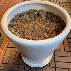 さしあげます☆大きめの鉢お探しの方の画像