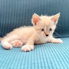 瞳がブルーの白い子猫ちゃん