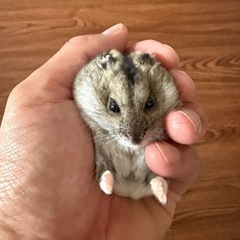 受付終了 ハムスター