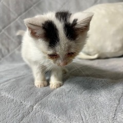 【里親様確定】子猫 1ヶ月ぐらい  