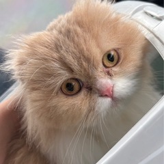 スコティッシュフォールド 折れ耳 2歳
