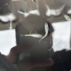 ゴブリンメダカの画像
