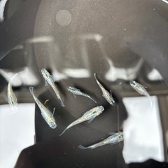 ゴブリンメダカの画像