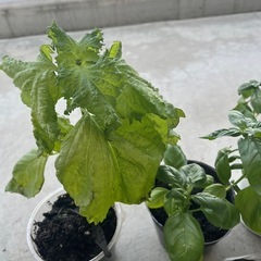 大葉苗２つ＆バジル苗２つの画像