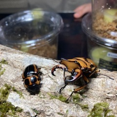 KOTA's  insect  メンガタメリー50upペア　KO...