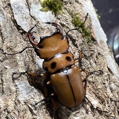 KOTA's  insect  メンガタメリー50upペア　KOTA店長ブリードの画像